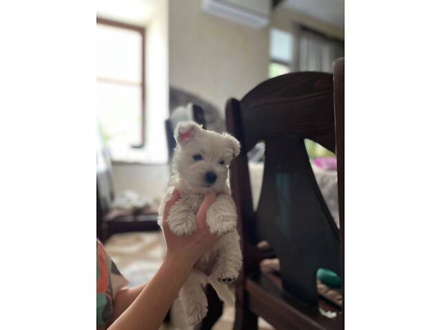 Вест-хайленд-вайт-тер'єр - Фото 4