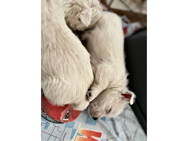 Вест-хайленд-вайт-тер'єр - Фото 5