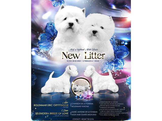 Вест-хайленд-вайт-тер'єр - Фото 6