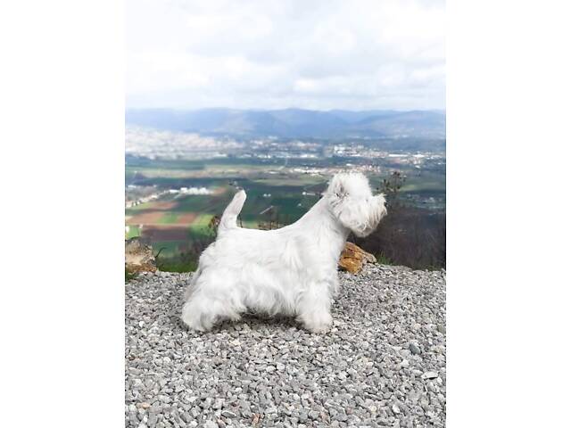 Вест-хайленд-вайт-тер'єр - Фото 7