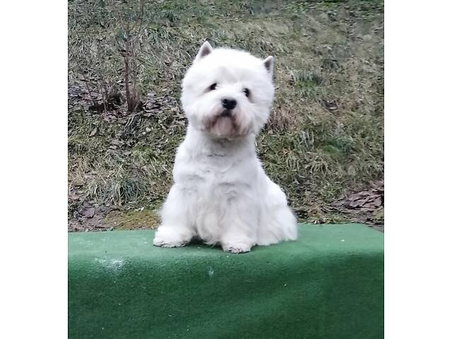 Вест-хайленд-вайт-тер'єр - Фото 8