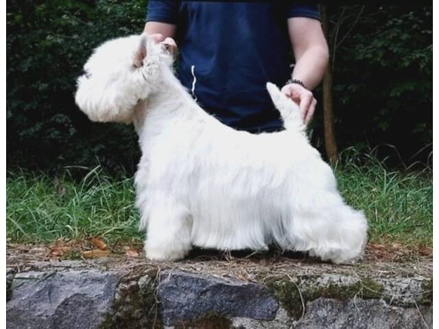 Вест-хайленд-вайт-тер'єр - Фото 9