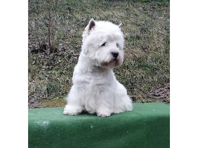 Вест-хайленд-вайт-тер'єр - Фото 10
