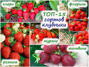 Якісні саджанці полуниці, розсада клубники свіжокопана, 30 сортів в наявності