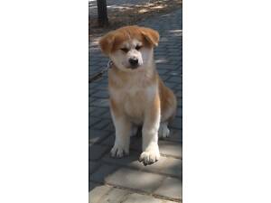 Японська Акіта-іну цуценята