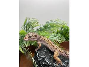 яскравий еублефар, плямистий гекон, гекон еублефар