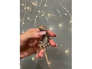 Ящірка дракон, бородата агама