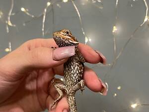 Ящірка дракон, бородата агама