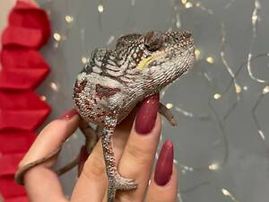 Ящірка хамелеон