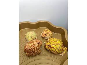 Яскрава жаба, жаба рогатка, прикрашена рогатка, кольорова жаба