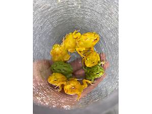 Яскрава жабка рогатка