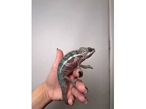 Яскравий пантеровий хамелеон, хамелеон самці та самки різних морф