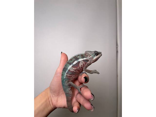 Яркий пантеровый хамелеон, хамелеоны самцы и самки разных морф. - Фото 1