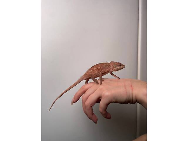 Яркий пантеровый хамелеон, хамелеоны самцы и самки разных морф. - Фото 2