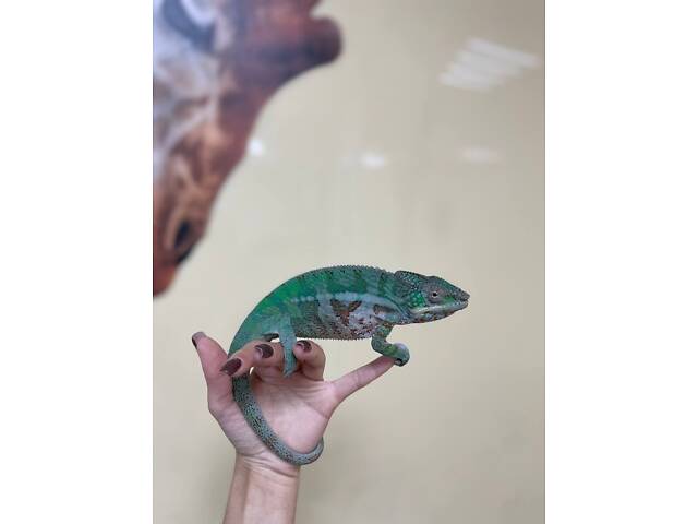Яркий пантеровый хамелеон, хамелеоны самцы и самки разных морф. - Фото 4