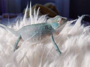 яскравий пантеровий хамелеон, ручний хамелеон