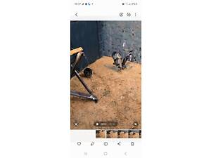 Яструб канюк 2 місяці