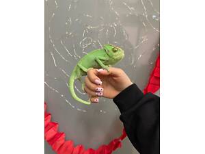 Єменський хамелеон