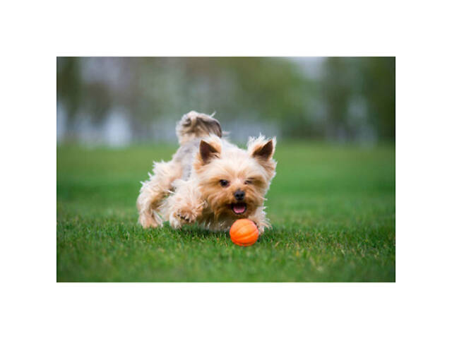 Іграшка для собак Liker М'ячик 9 см (6295) - Фото 3