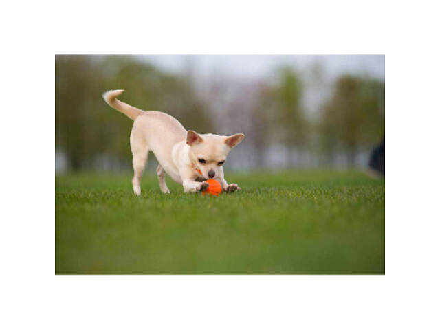 Іграшка для собак Liker М'ячик 9 см (6295) - Фото 4