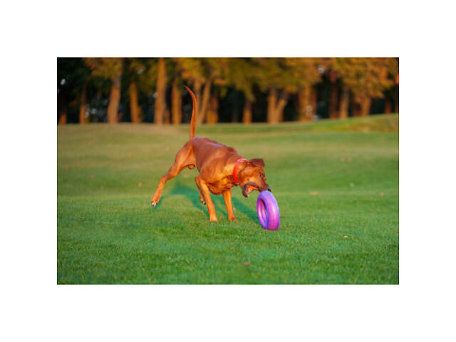 Іграшка для собак Puller Maxi 30 см (6492) - Фото 3