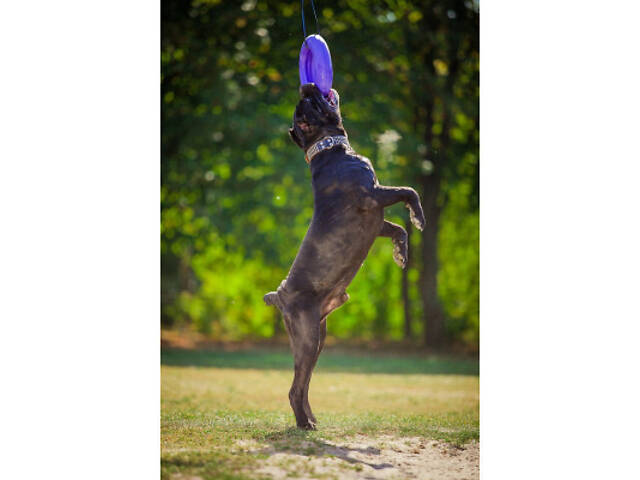 Іграшка для собак Puller Maxi 30 см (6492) - Фото 5