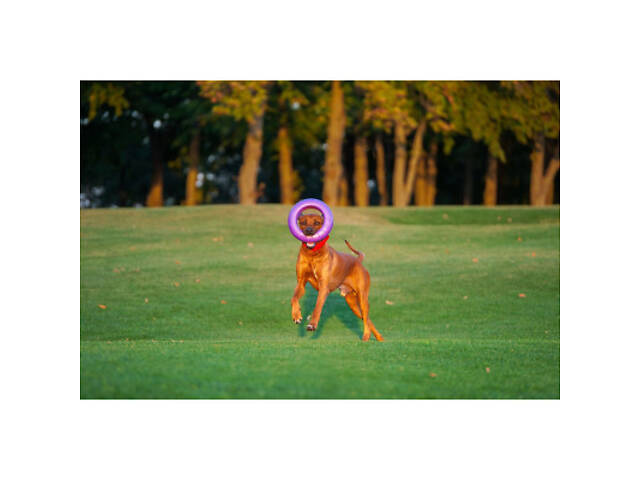 Іграшка для собак Puller Maxi 30 см (6492) - Фото 9