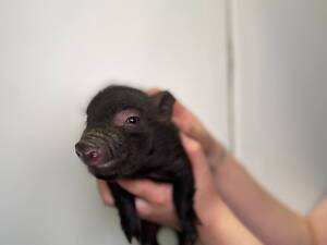 Игривые мини пиг для дома, мини пиг очень милые карликовые свинки