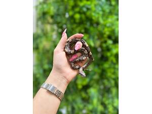 Імператорський удав боа констриктор, малюки ручні повністю.