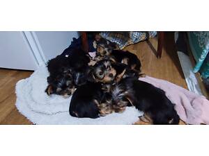 Йорк, йорчик, стандарт