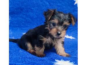 Йорк, йорчик, цуценята