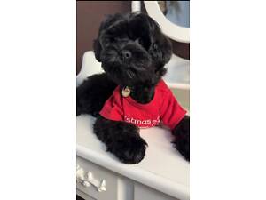 Йоркіпу, хлопчик - Мартін