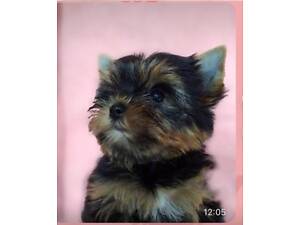 Йорко -девочка стандарт