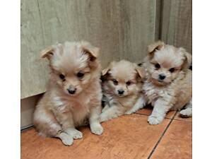 Йоркширський тер'єр.Метиси.