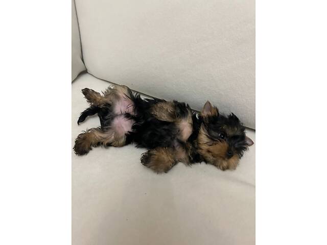 Йоркширський тер'єр хлопчик - Фото 2