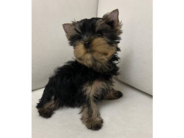 Йоркширський тер'єр хлопчик - Фото 3