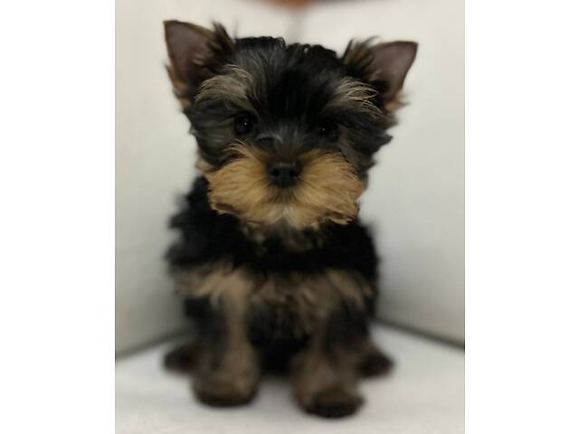 Йоркширський тер'єр хлопчик - Фото 4