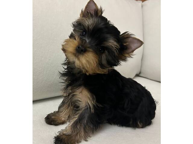 Йоркширський тер'єр хлопчик - Фото 5