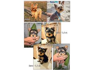 Йоркширський тер'єр