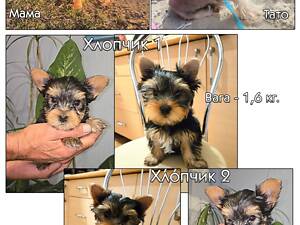 Йоркширський тер'єр