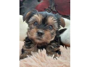 Йорки,хлопчики і дівчатка