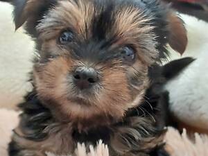 Йорки,хлопчики і дівчатка