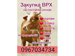 Заготовка корів биків телиць