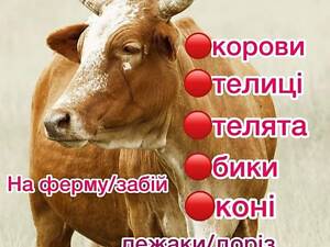 Заготiвля корiв бикiв телиць