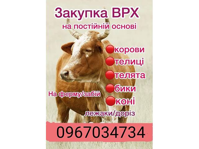 Заготовка корів биків телиць - Фото 1