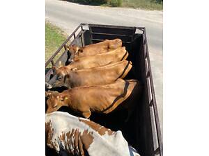 Заготівля Великої Рогатої Худоби