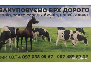 Закупивля худоби