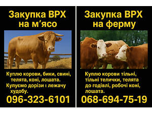 ? Закупка ВРХ, телят, коней — дорого! Виїзд по Україні!