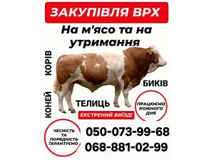 ЗАКУПАЕМ КРС НА МЯСО И НА ДЕРЖАНИЕ КОРОВ КОНИ БЫЧКИ ТЕЛИЦЫ ТЕЛЯТА ЖЕРЕБЯТА Лежачие