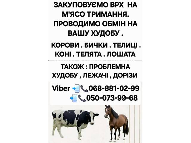 ЗАКУПАЕМ КРС НА МЯСО И НА ДЕРЖАНИЕ КОРОВ КОНИ БЫЧКИ ТЕЛИЦЫ ТЕЛЯТА ЖЕРЕБЯТА Лежачие - Фото 2